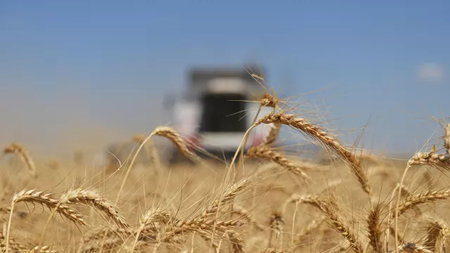 В России в 2022 году выросло производство сельхозпродукции В России в 2022 году выросло производство сельхозпродукции