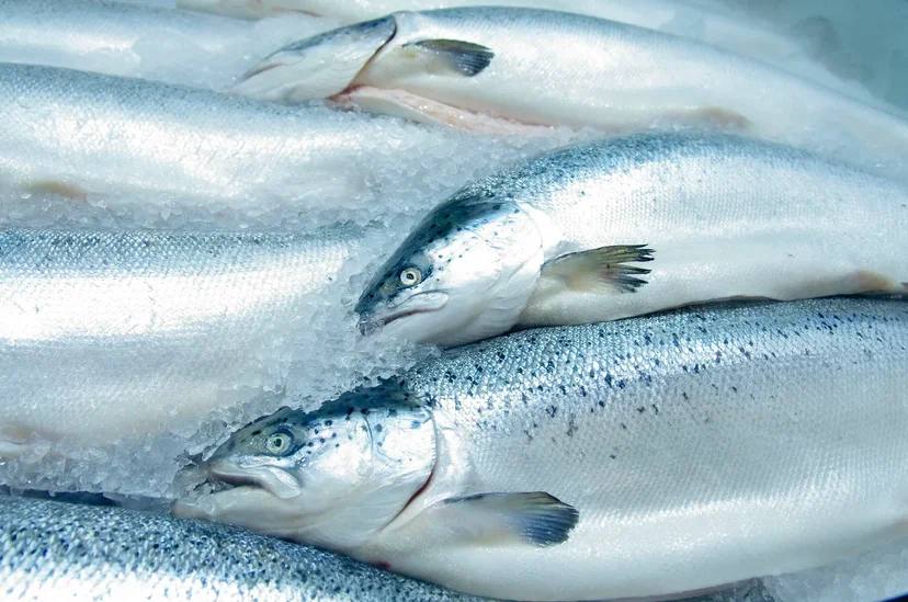 Россия в 2022 году нарастила экспорт рыбной продукции в дружественные страны на 40% Россия в 2022 году нарастила экспорт рыбной продукции в дружественные страны на 40%
