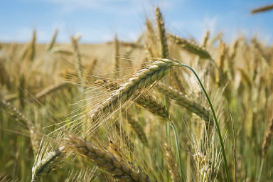 Минсельхоз расширит поддержку производителей зерна при ж/д перевозках продукции Минсельхоз расширит поддержку производителей зерна при ж/д перевозках продукции
